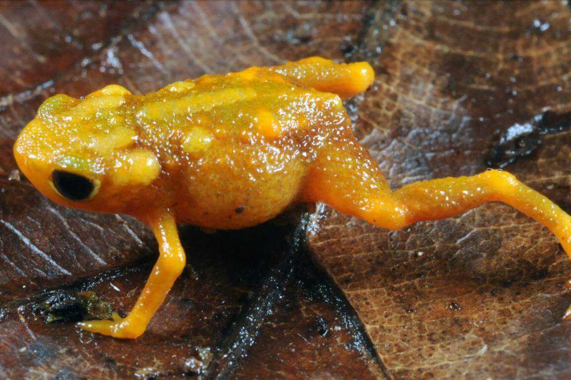 Brachycephalus bufonoides ou Sapinho Pingo-de-Ouro. Foto: Manuella Folly/UFRJ