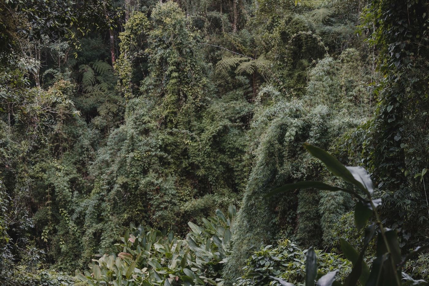 Um Oásis verde em Nova Friburgo