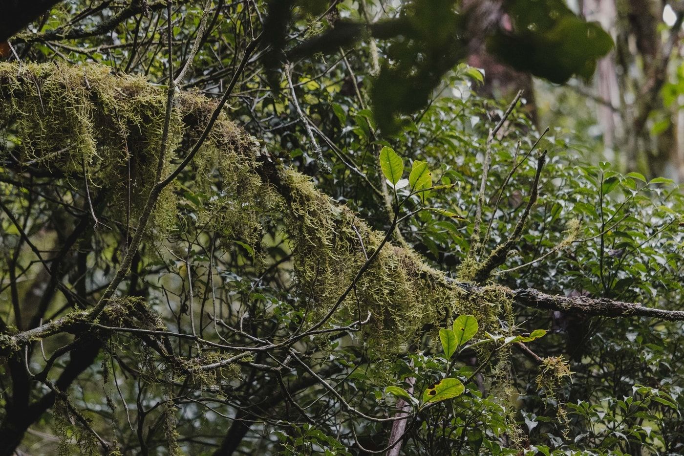 Vegetação de Mata Atlântica em Nova Friburgo